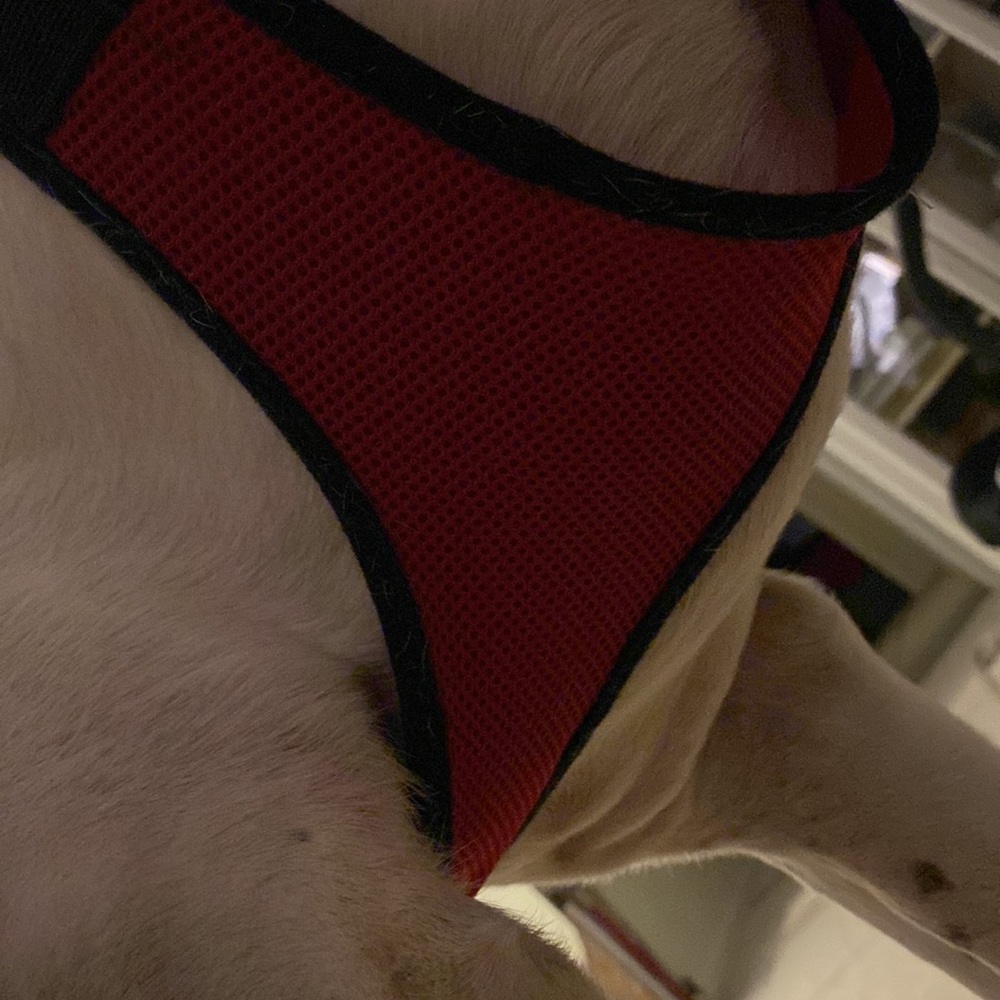 Dogs harnes - Picture 6 of 10